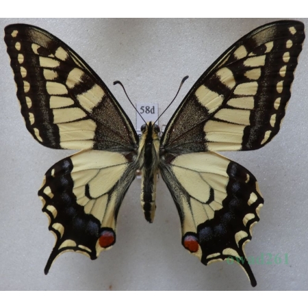 Papilio machaon Linnaeus, 1758 Paź królowej Czech 61mm58d
